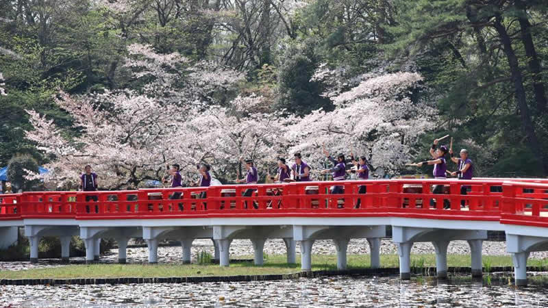 第42回　岩槻城址公園桜まつりが開催されます。＜終了致しました＞