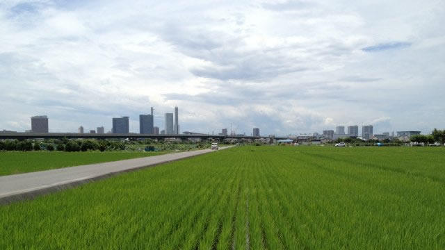 見沼たんぼで田植えも終わり。