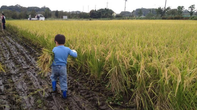 見沼たんぼで、稲刈りです。