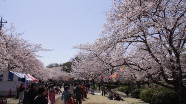 岩槻城址公園の桜まつりに行きました♪