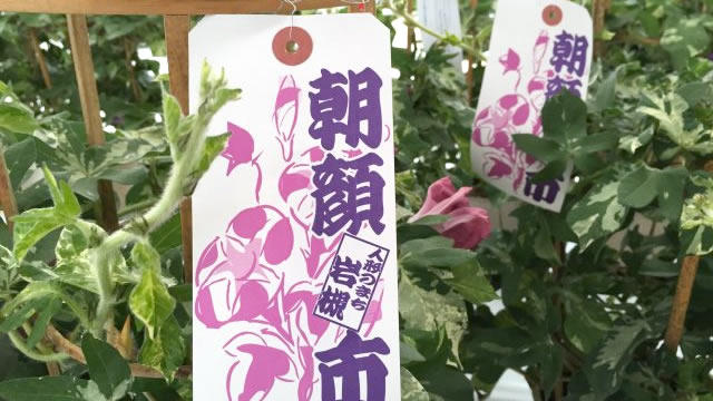 快速バスで毎年恒例の人形のまち岩槻朝顔市へ！