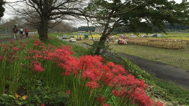 彼岸花を見ながら岩槻まで歩きました