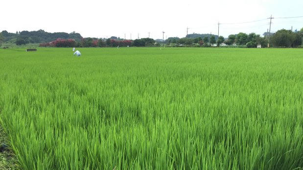 休日は自然豊かな見沼たんぼへ♪