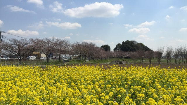 桜満開！春を楽しむサイクリングはいかが♪