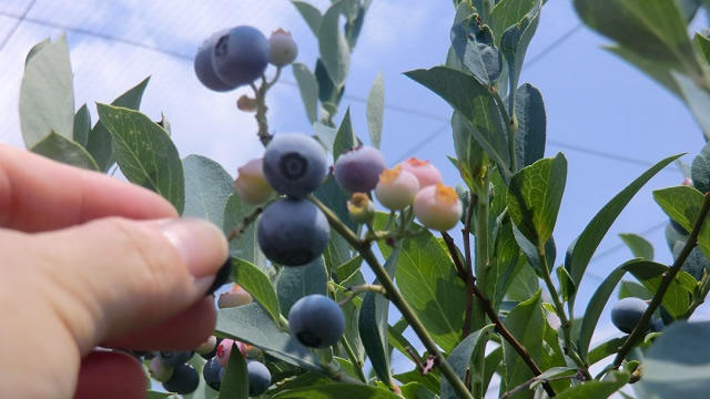 「大崎公園」＆「ブルーベリー摘み」に行ってきました♪