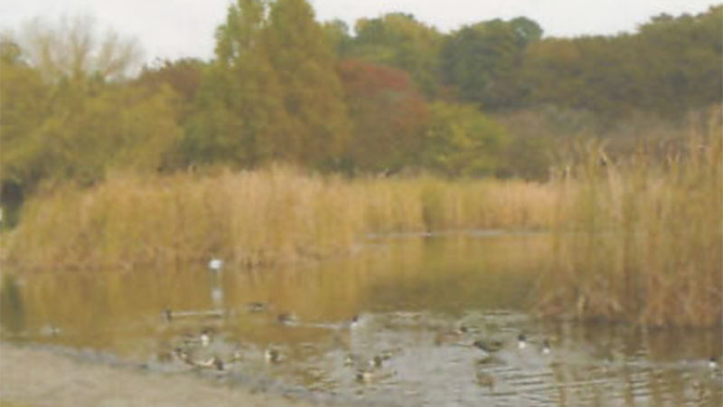 見沼自然公園・さぎ山記念公園