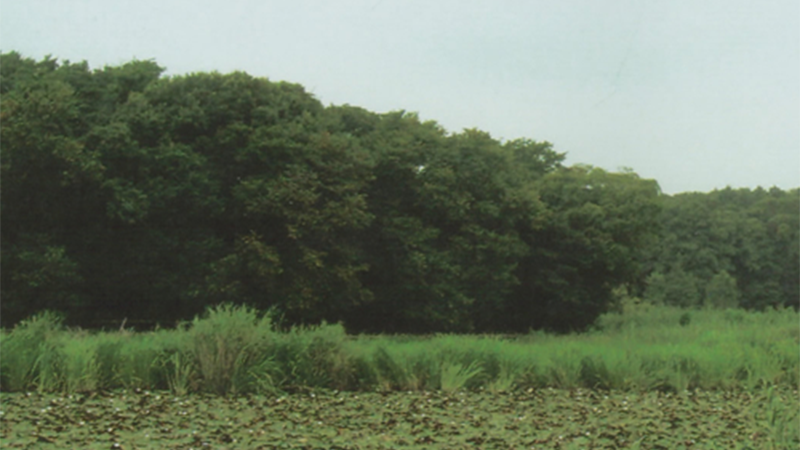 赤坂沼と斜面林