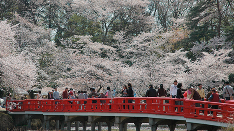 岩槻城址公園と桜まつり