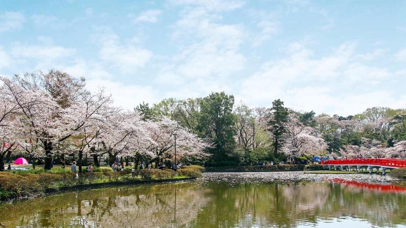 第46回岩槻城址公園桜まつりが開催されます。＜終了致しました＞